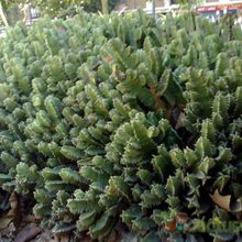 Una foto de Euphorbia resinifera