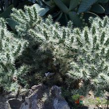 A photo of Cylindropuntia tunicata