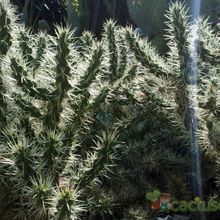 A photo of Cylindropuntia tunicata