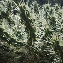 A photo of Cylindropuntia tunicata