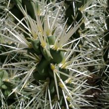 A photo of Cylindropuntia tunicata