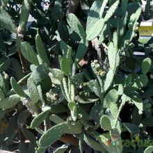 Una foto de Opuntia tomentosa
