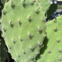 Una foto de Opuntia tomentosa