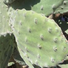Una foto de Opuntia tomentosa
