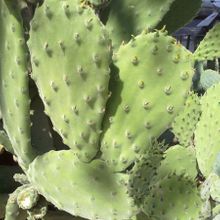Una foto de Opuntia tomentosa