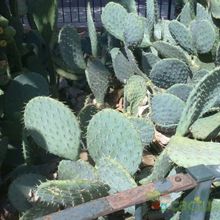 Una foto de Opuntia phaeacantha