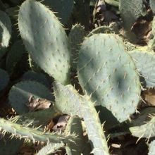 Una foto de Opuntia phaeacantha