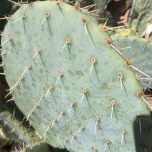 Una foto de Opuntia phaeacantha
