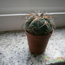 A photo of Gymnocalycium spegazzinii