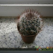 Una foto de Mammillaria multihamata