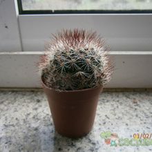 Una foto de Mammillaria multihamata