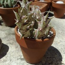 A photo of Pachycymbium decaisneanum