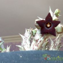 A photo of Pachycymbium decaisneanum