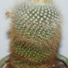 A photo of Parodia chrysacanthion