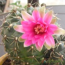 Una foto de Gymnocalycium baldianum
