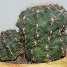 Una foto de Gymnocalycium baldianum
