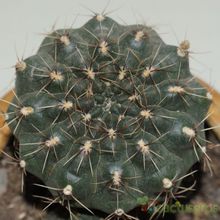 Una foto de Gymnocalycium baldianum