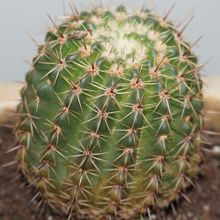 Una foto de Parodia orthacantha