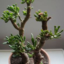 Una foto de Crassula ovata cv. hobbit