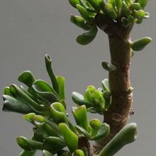 Una foto de Crassula ovata cv. hobbit