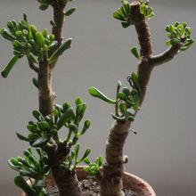 Una foto de Crassula ovata cv. hobbit