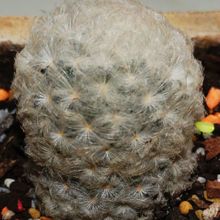 Una foto de Mammillaria plumosa