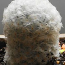 Una foto de Mammillaria plumosa