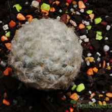 Una foto de Mammillaria plumosa