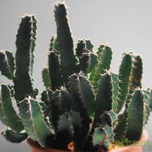 Una foto de Euphorbia resinifera