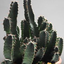 Una foto de Euphorbia resinifera
