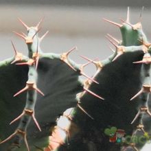 Una foto de Euphorbia resinifera