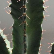Una foto de Euphorbia resinifera