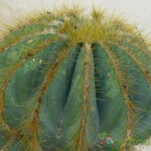 A photo of Parodia magnifica