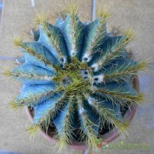 A photo of Parodia magnifica