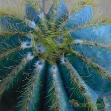 A photo of Parodia magnifica