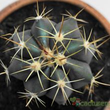 A photo of Ferocactus pottsi