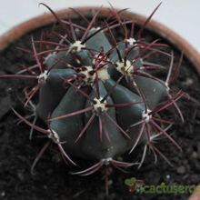 Una foto de Ferocactus gracilis