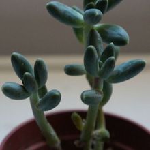 Una foto de Pachyphytum compactum