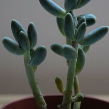 Una foto de Pachyphytum compactum