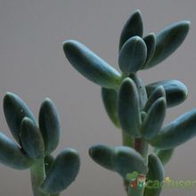 Una foto de Pachyphytum compactum