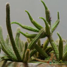 Una foto de Rhipsalis baccifera ssp. horrida