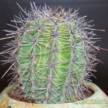 Una foto de Carnegiea gigantea