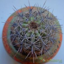 Una foto de Carnegiea gigantea