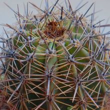 Una foto de Carnegiea gigantea
