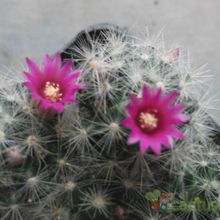 A photo of Mammillaria laui ssp dasyacantha