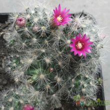 A photo of Mammillaria laui ssp dasyacantha