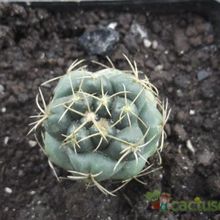 A photo of Coryphantha elephantidens