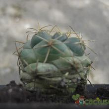 A photo of Coryphantha elephantidens