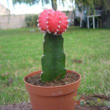 A photo of Gymnocalycium mihanovichii cv. hibotan