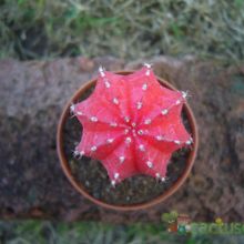 A photo of Gymnocalycium mihanovichii cv. hibotan